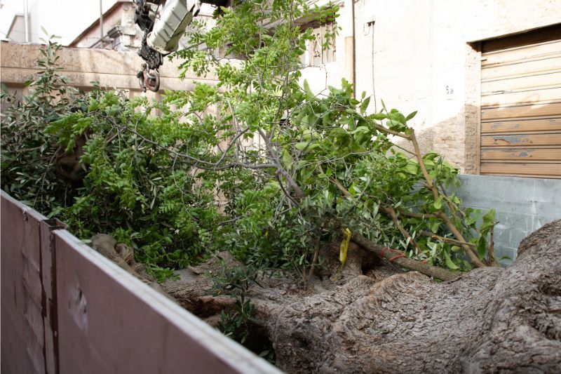 trasporto alberi e ramaglie