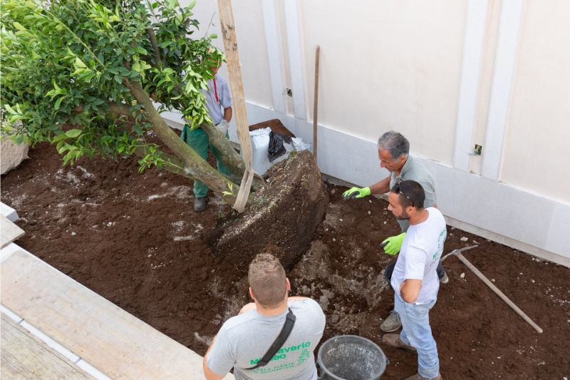 impianto albero in giardino privato
