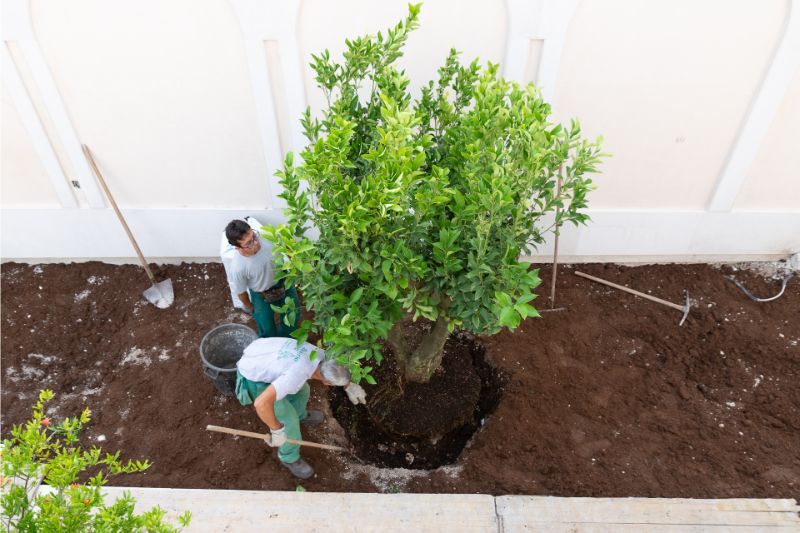 impianto albero da frutto