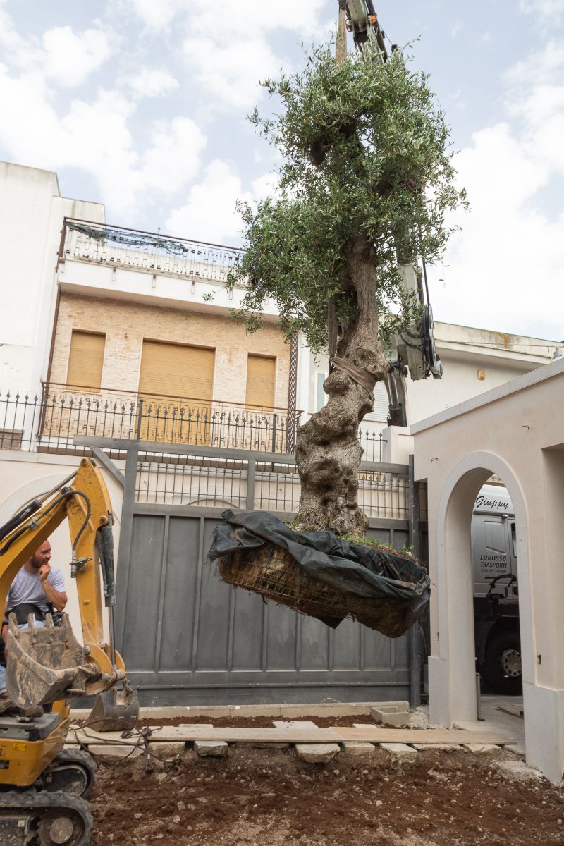intervento di espianto di un albero