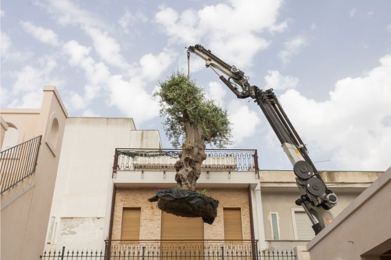 ulivo in fase di espianto