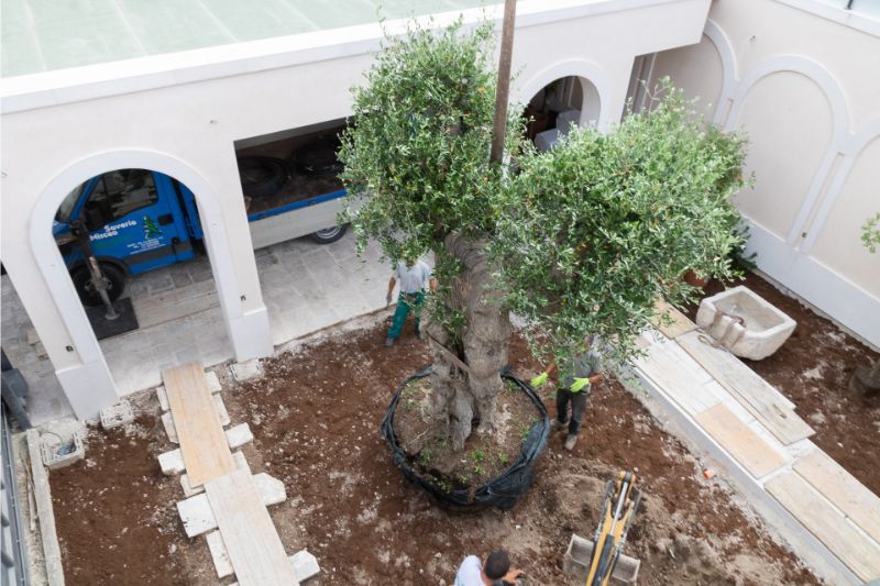 fase di espianto di un ulivo