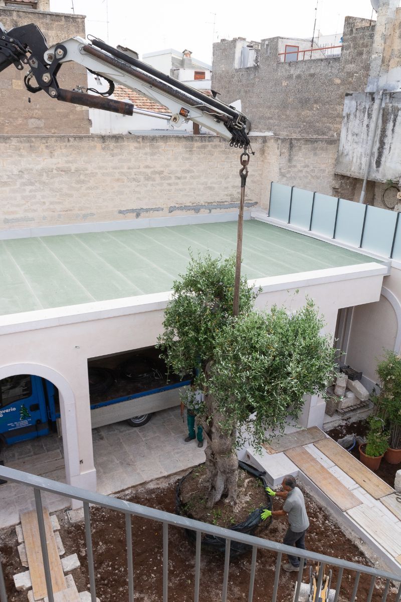 espianto di un ulivo