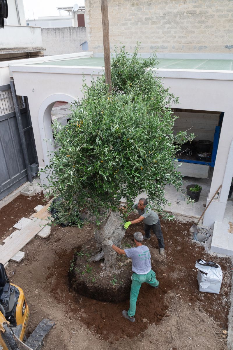 preparazione all'espianto di un ulivo