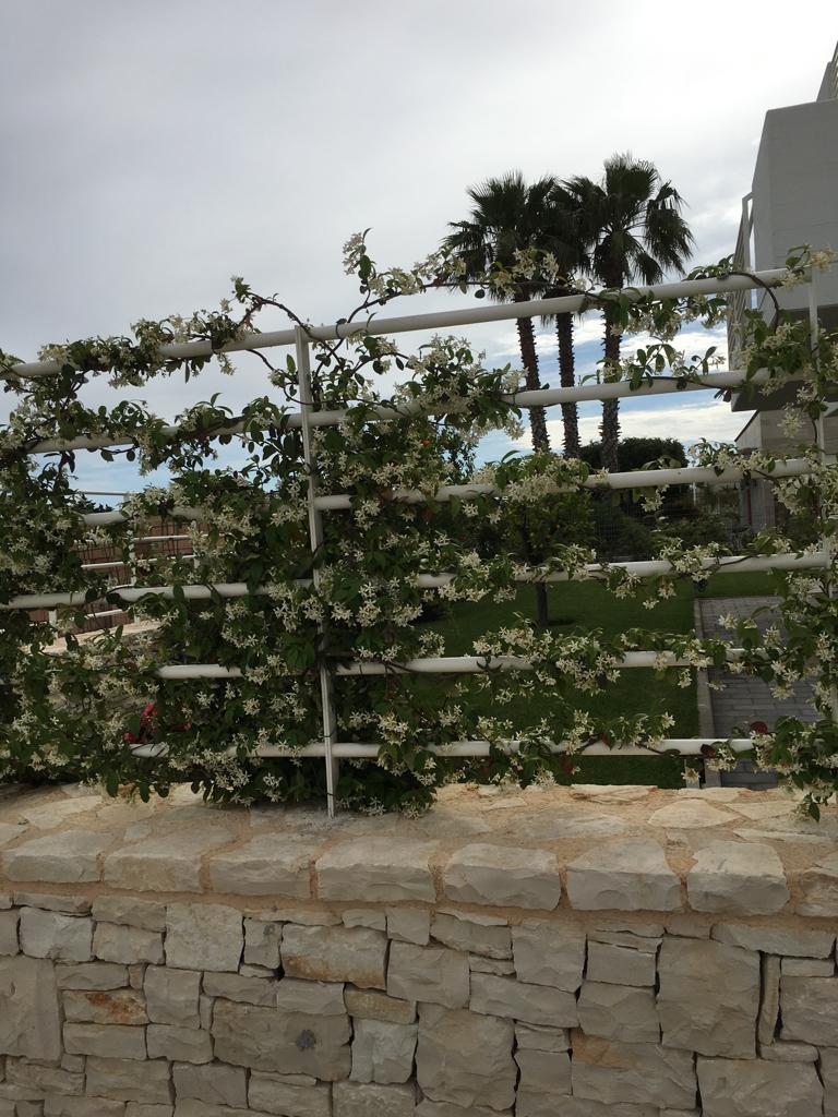 gelsomino per giardino privato