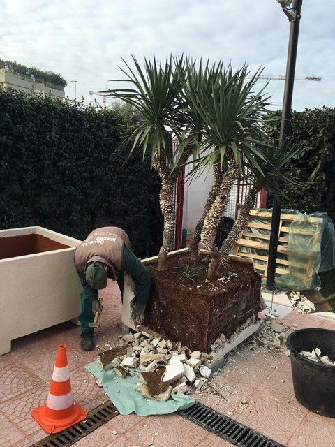 trasporto e rinvaso di una palma