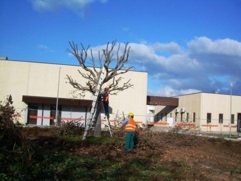 espianto albero in suolo pubblico