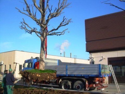 spostamento di un albero