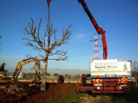 recupero di un albero