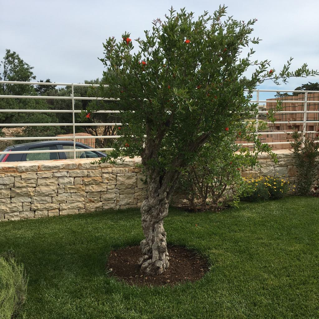 albero da frutto per giardino privato