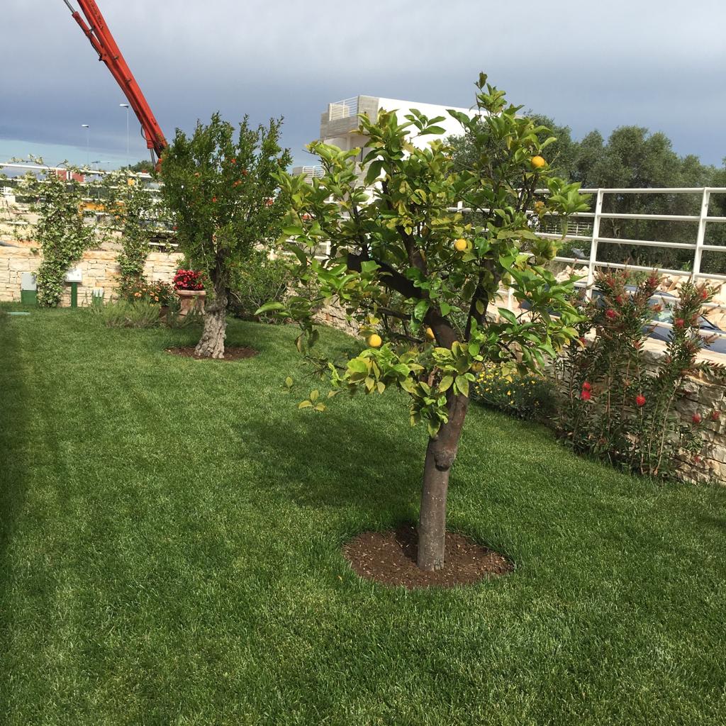 giardino con alberi e roseti