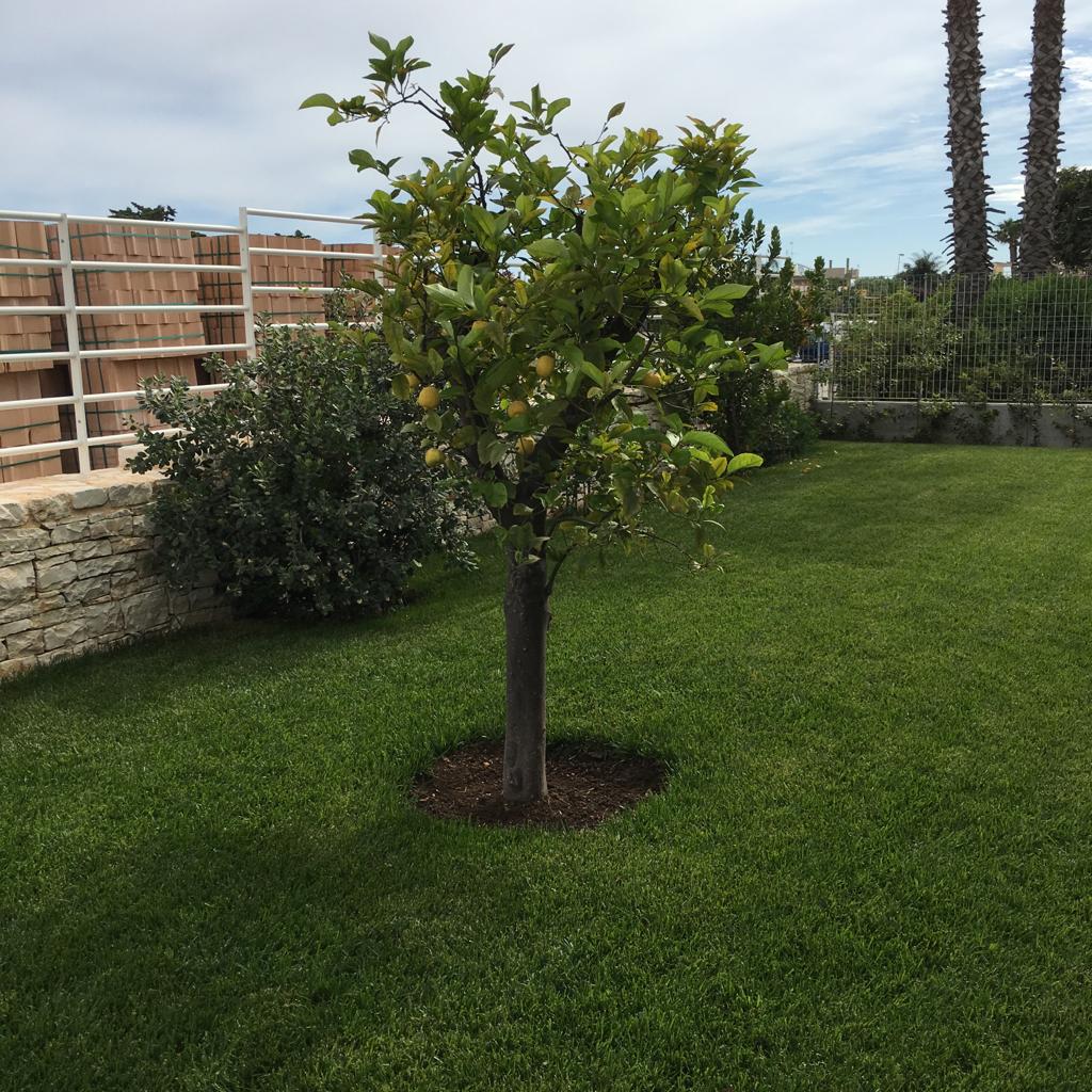 albero da frutto in un giardino privato