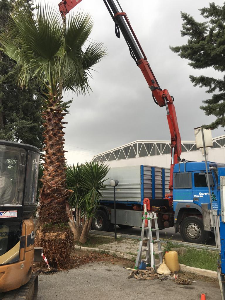 espianto palma su suolo pubblico