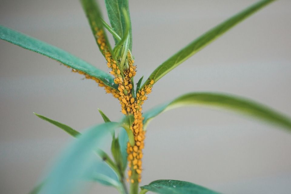 trattamenti per piante e alberi