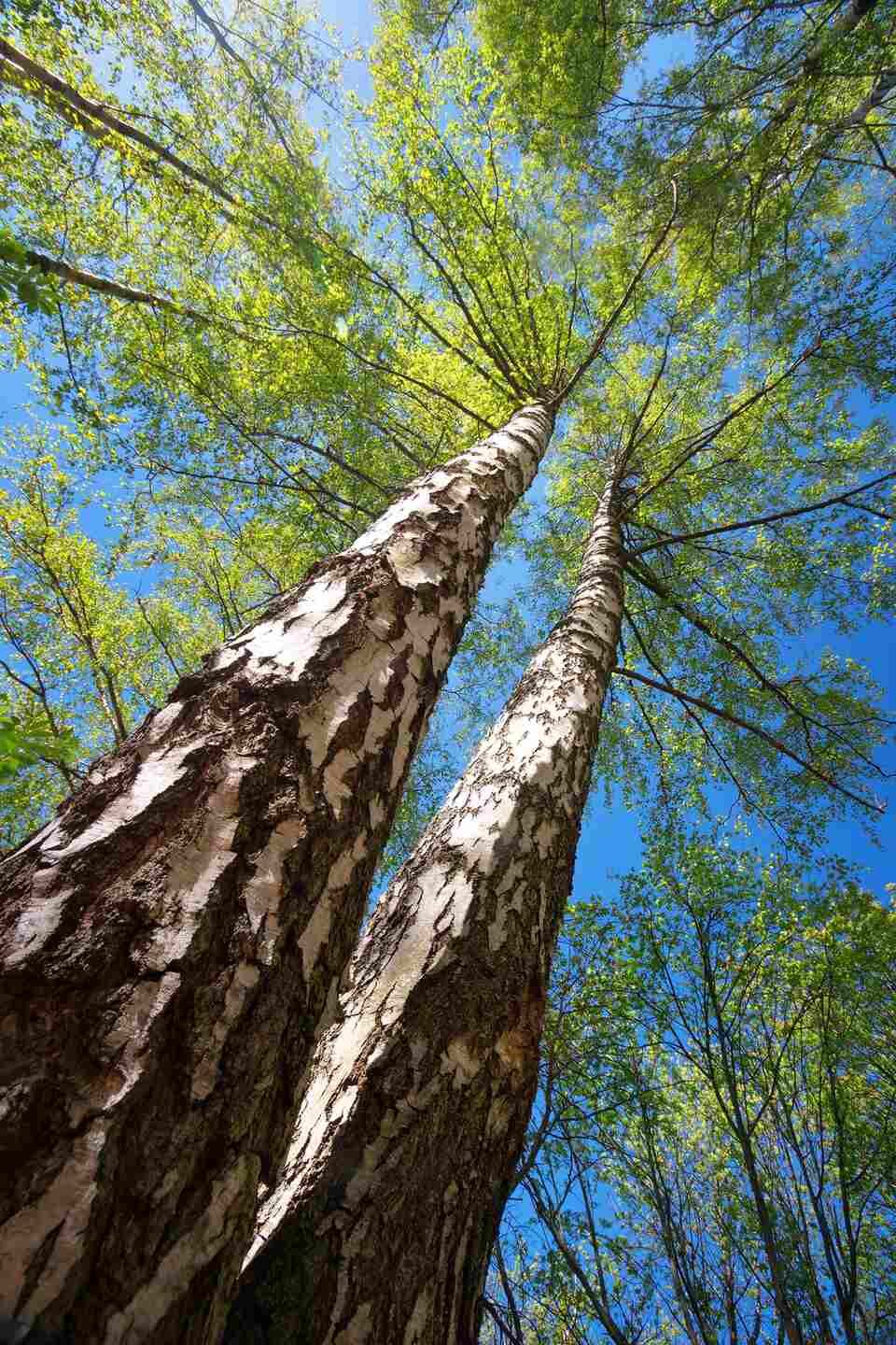 spostamento alberi secolari