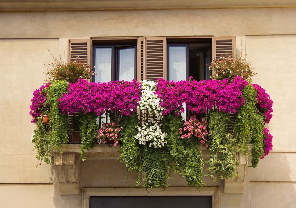 fiori e piante per balconi