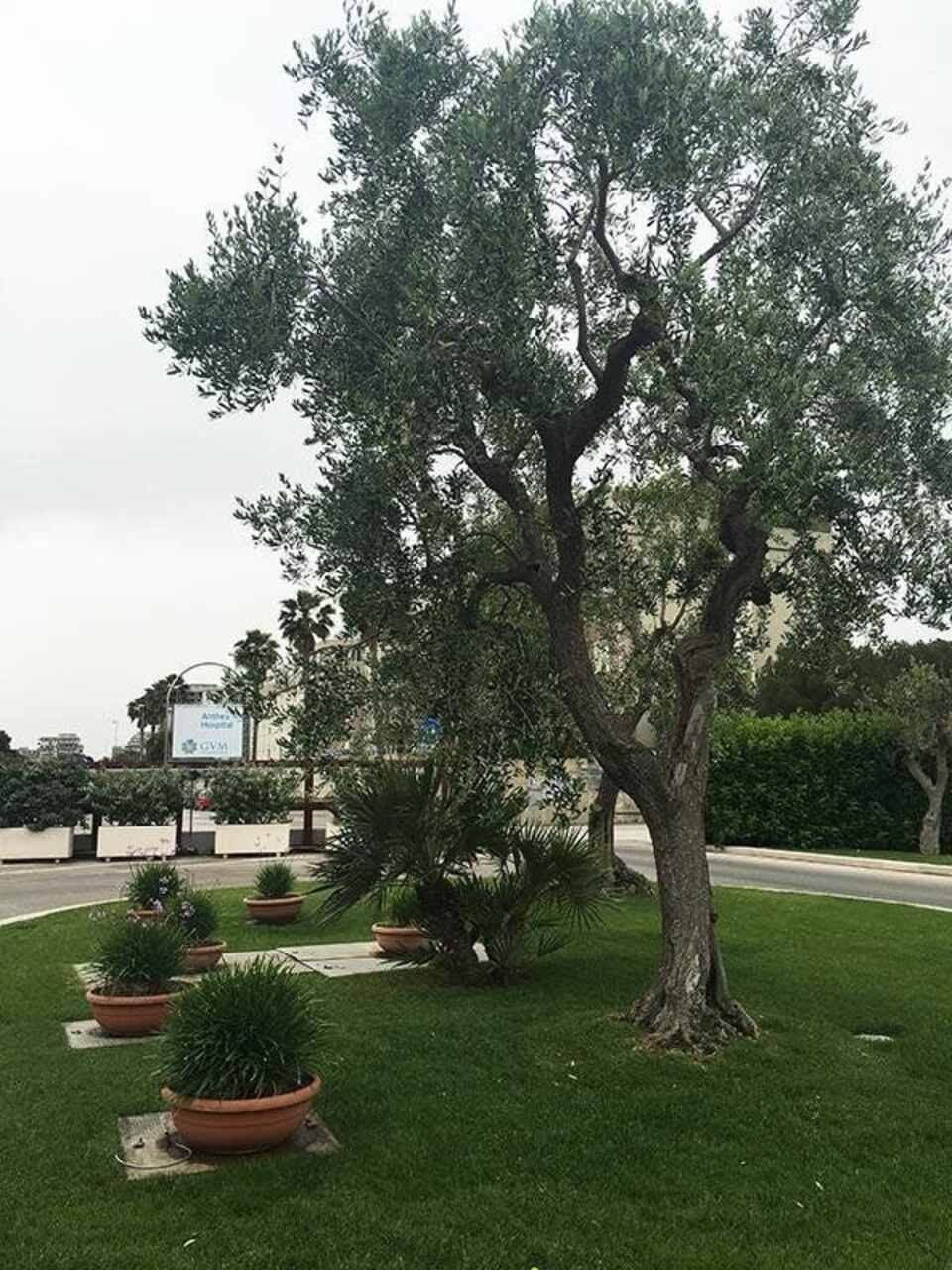 realizzazione aree verdi