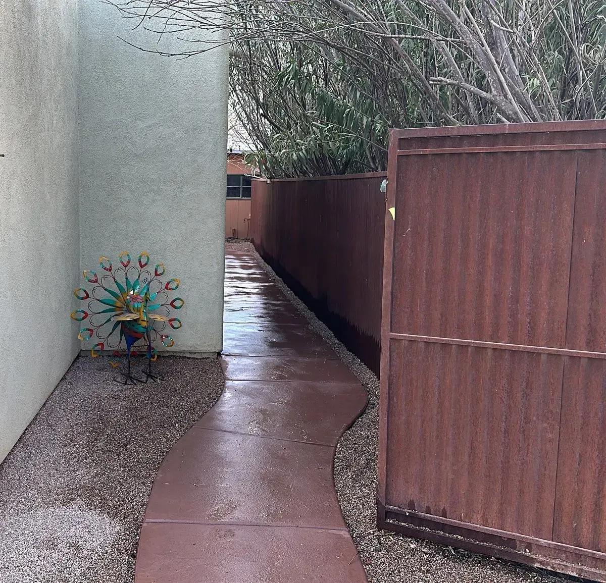 Narrow, wet pathway between a stucco wall and a brown corrugated metal fence, with a peacock yard ornament.