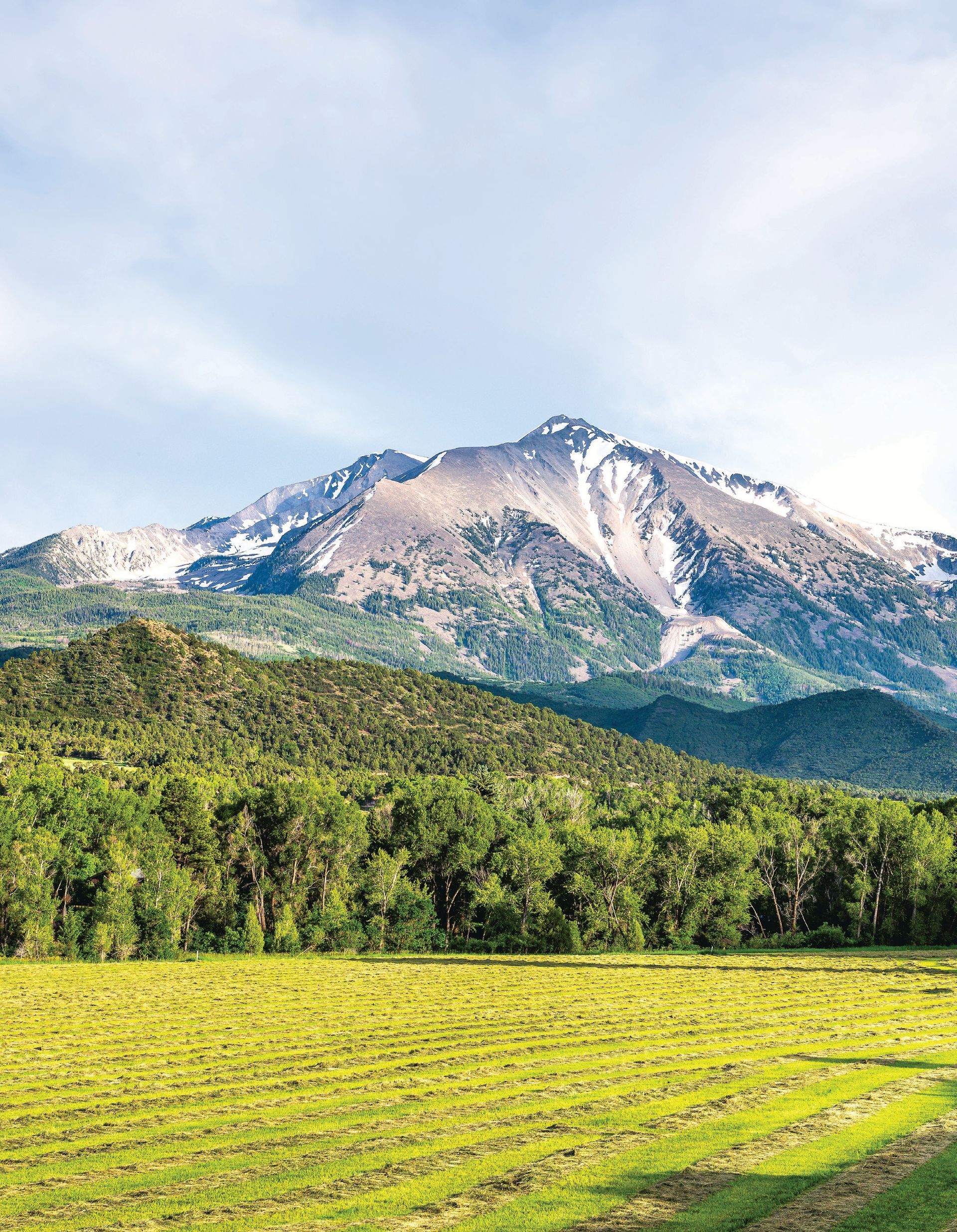 A majestic snow-capped mountain rises above a lush green forest and a vibrant yellow field under a pale blue sky in roaring fork colorado