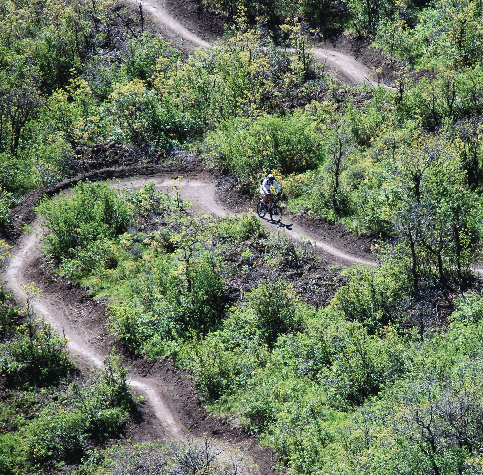 A person mountain bikes along a winding, narrow dirt trail through a lush, green forest in roaring fork colorado