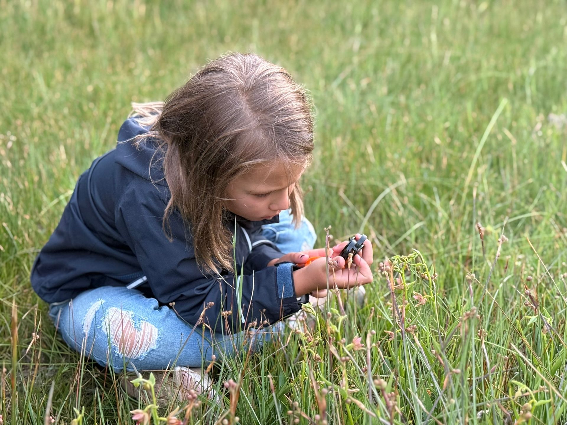 A person crouches in a grassy field, closely examining a small, dark insect held in their hand in roaring fork colorado