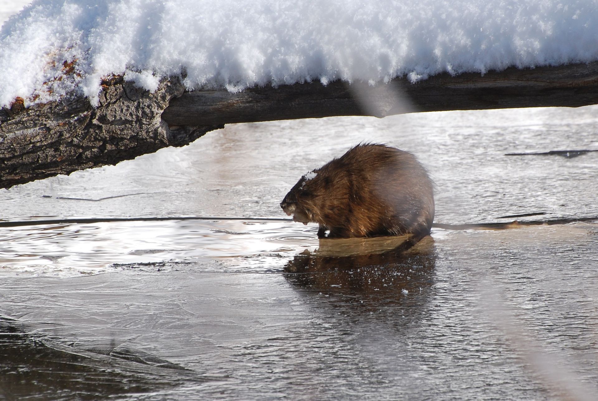 A muskrat rests on a patch of ice in a partially frozen river, with snow-covered logs visible in the background in roaring fork colorado
