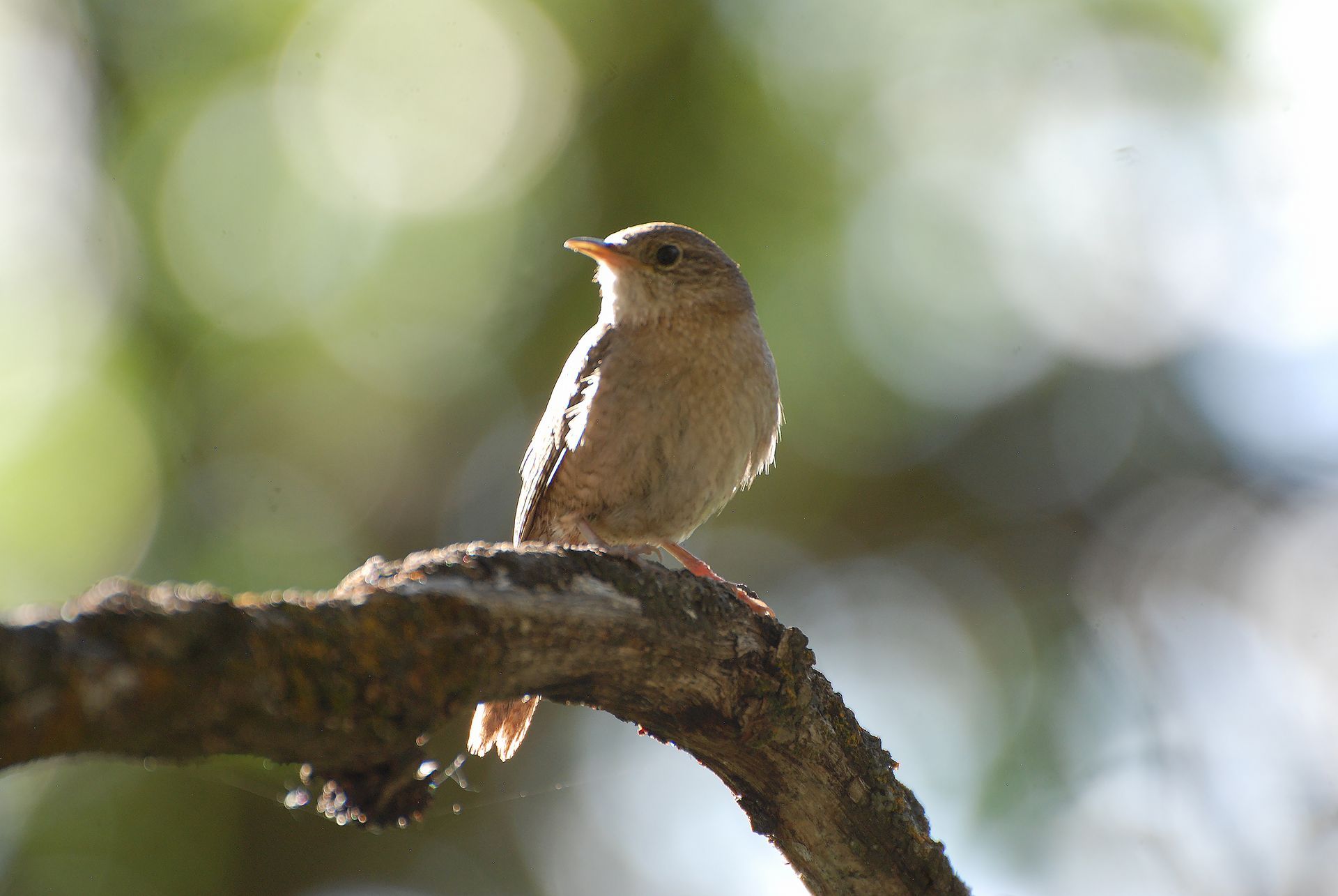 A small, brown house wren perched on a textured tree branch against a blurred, sunlit green background in roaring fork colorado