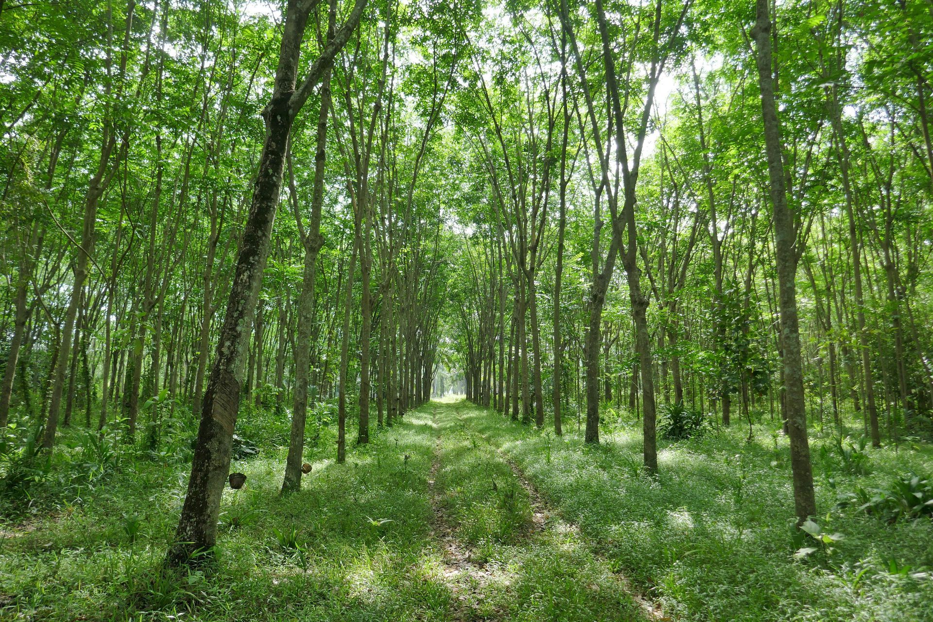 Lush green trees line a path, forming a canopy overhead. Sunny light filters through the leaves.