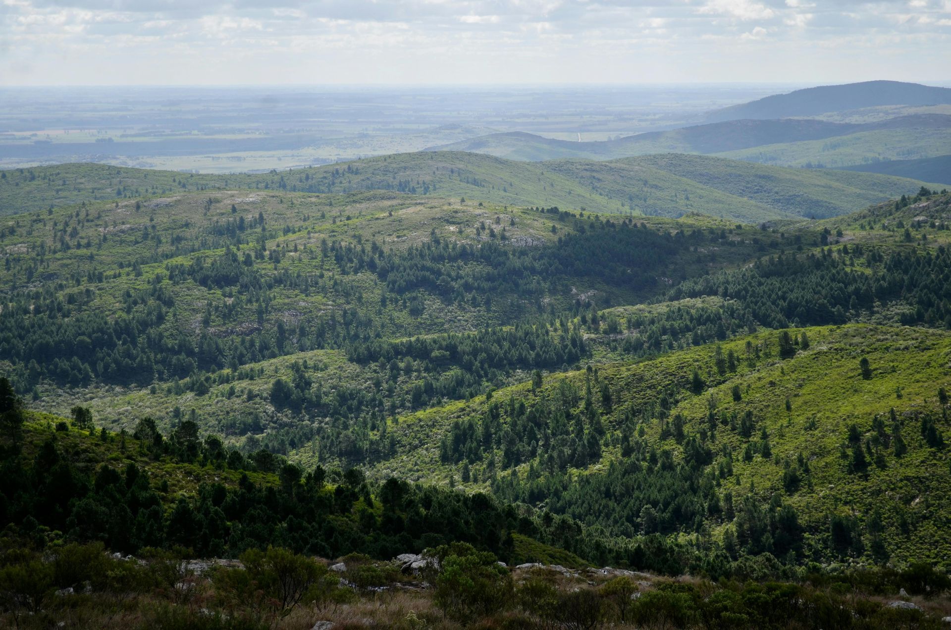 Rolling green hills and forest under a cloudy sky.