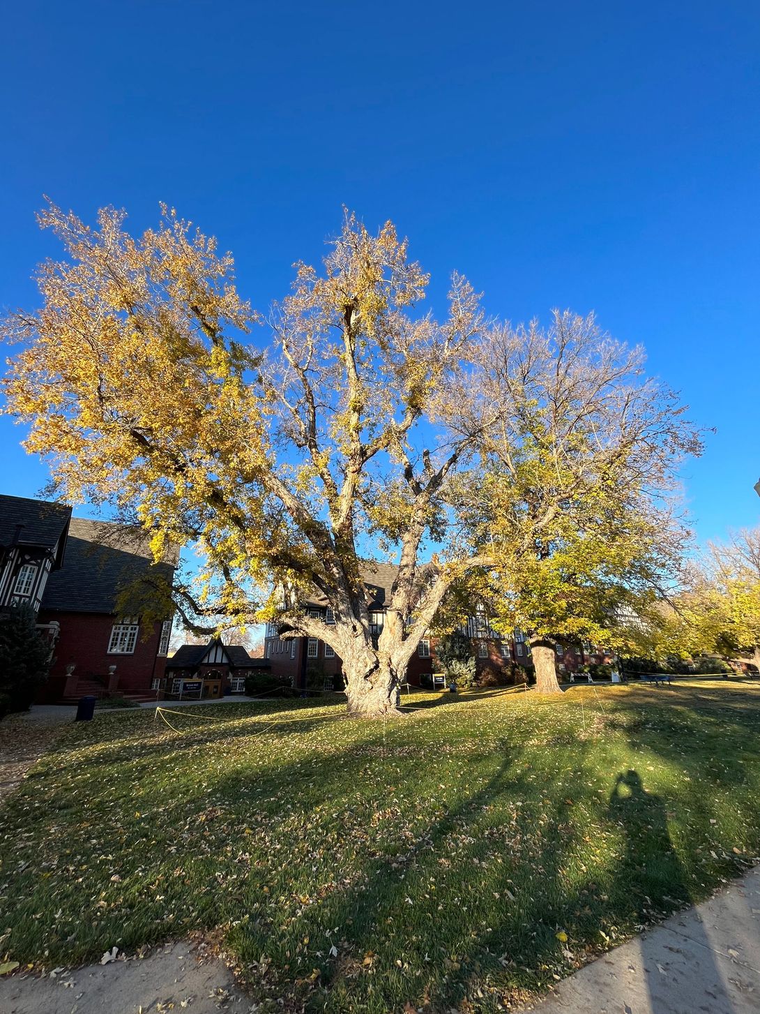 Large tree with yellow leaves against a blue sky, casting shadows on a grassy lawn.