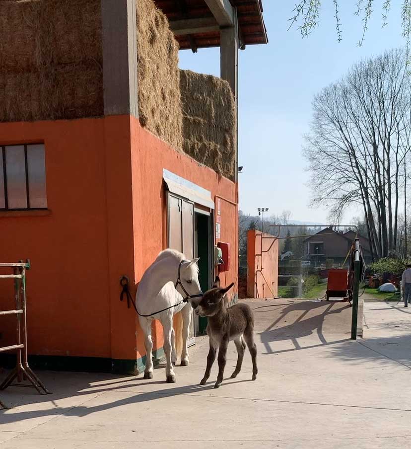 cavallo e asino
