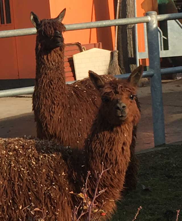 alpaca