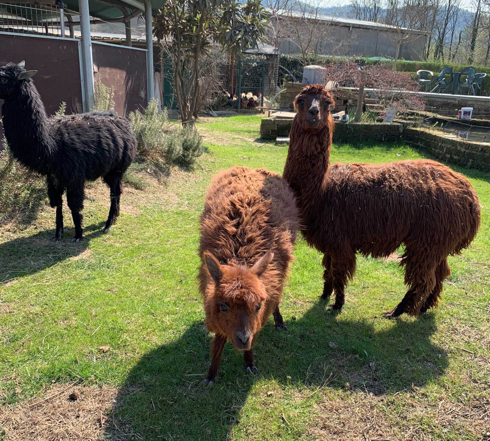 alpaca e lama