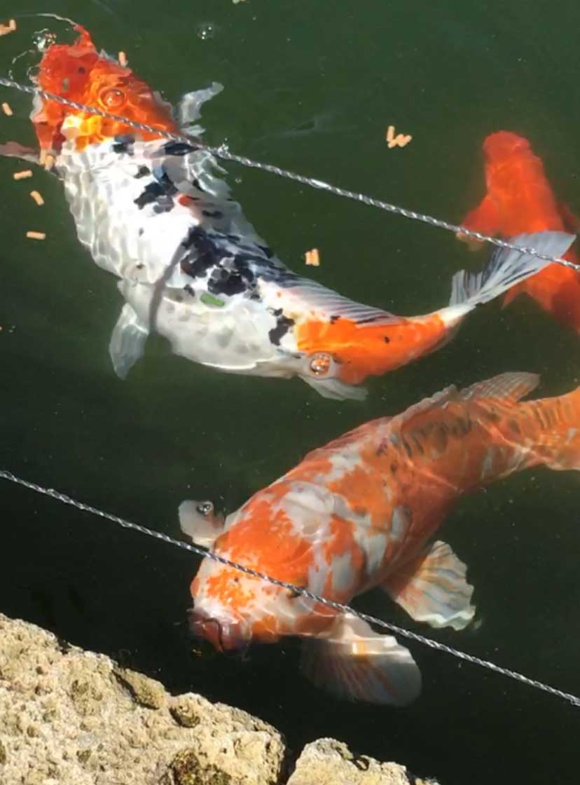 carpe koi