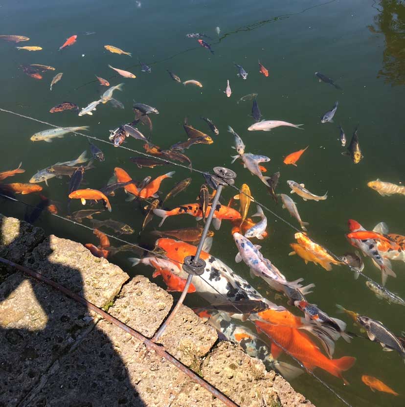 laghetto con carpe koi