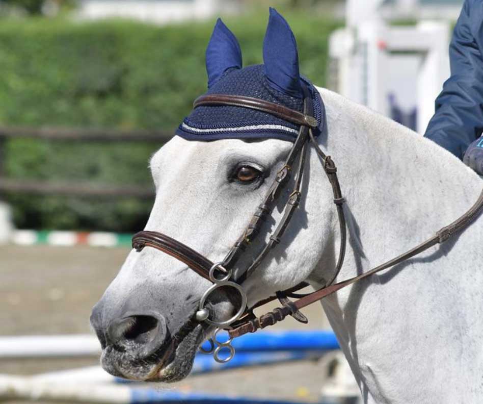 Scuola di equitazione