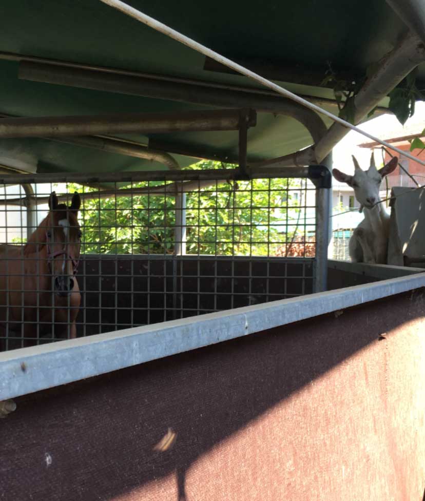 maneggio cavalli e capre