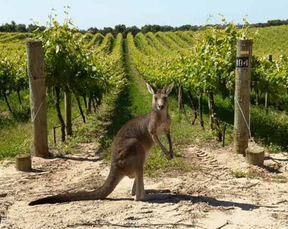 Kangaroo Roaming the Adelaide and Barossa Valley Vineyards