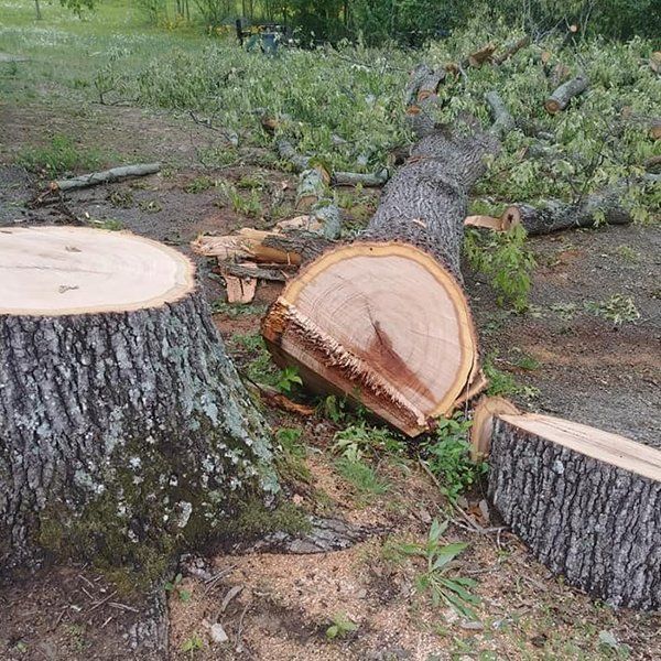 Cutted Tree Trunk Lying On The Ground — Decatur, AL — DLC Tree Service