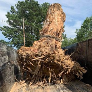 Old Tree Removal — Decatur, AL — DLC Tree Service