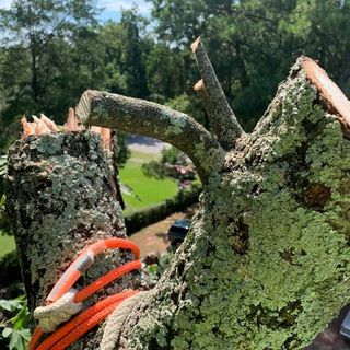 Cutted Tree In The Park — Decatur, AL — DLC Tree Service