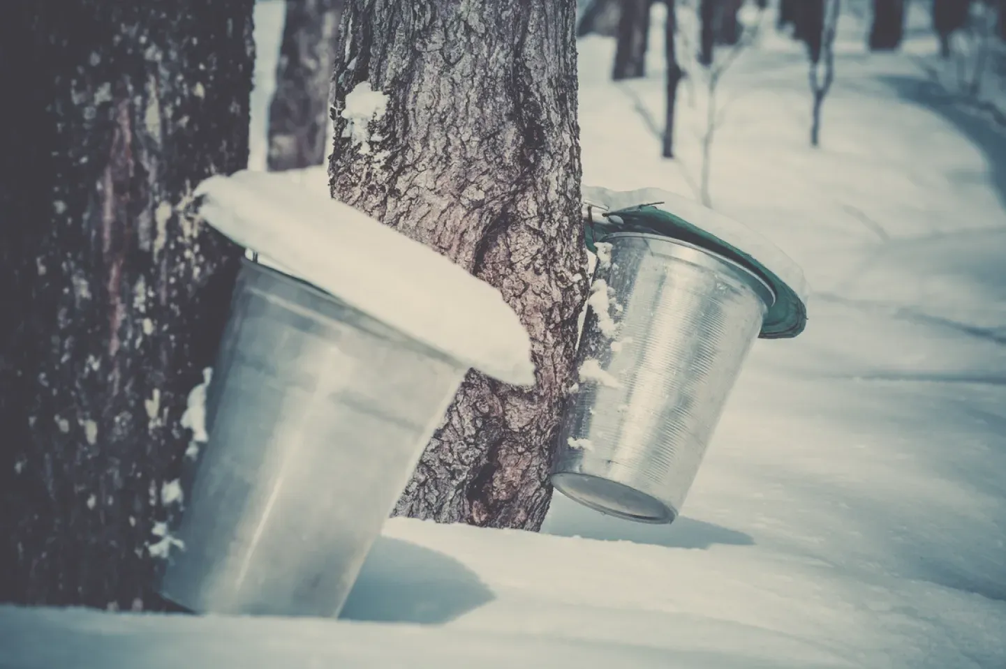 Projet Hôtel Spa Congrès Varennes - Hébergement Varennes - Salle réception - Congrès - Salles privées - Hébergement Varennes - Hôtel Montérégie - Hôtel Varennes - Hôtel Rive-sud - Hébergement Rive-Sud - Érablière Varennes - Saison sucre montérégie - Canada à sucre Varennes - Cabane à sucre rive-sud montréal