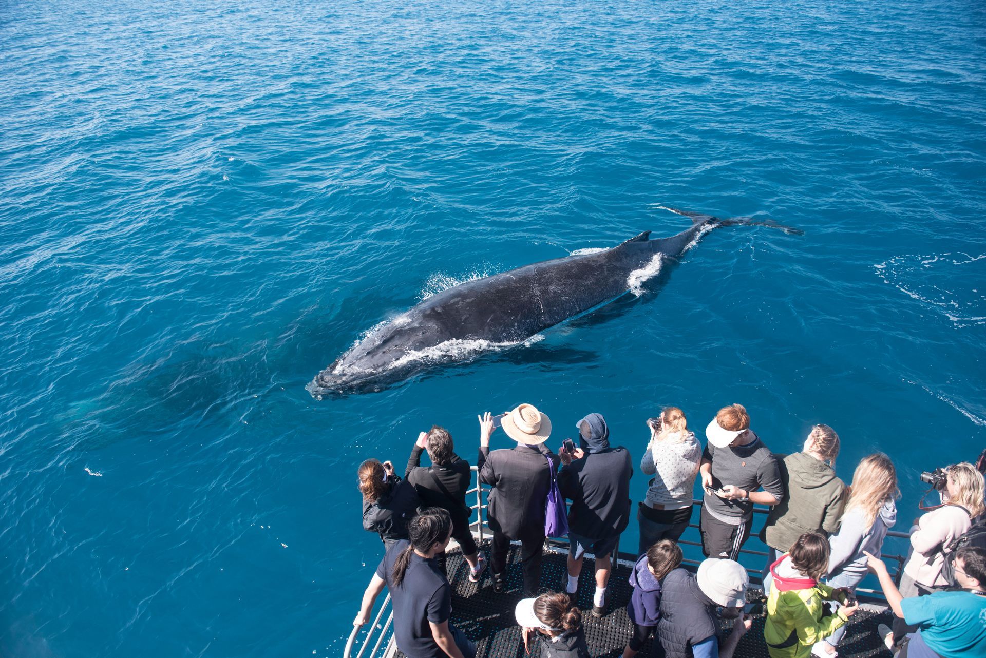 A group of people are standing on a boat watching a humpback whale in the ocean.