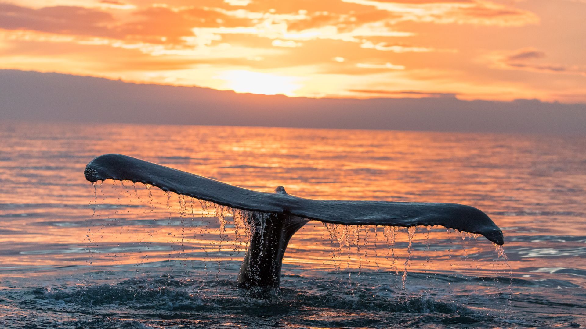 A humpback whale is swimming in the ocean at sunset.