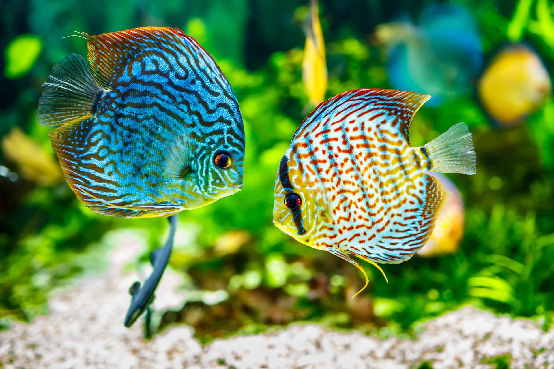 Two colorful fish are swimming in an aquarium.