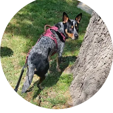 Blue heeler dog wearing a pink harness standing on grass next to a tree, looking to the side.