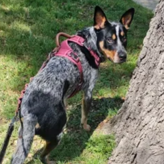 Blue heeler dog wearing a pink harness standing on grass next to a tree, looking to the side.