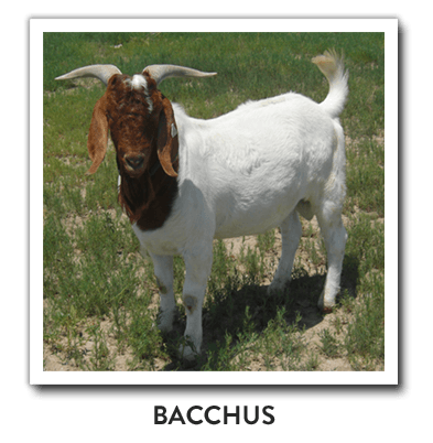 House of Bacchus Handmade Specialty Goat and Sheep Products