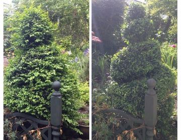 topiary services