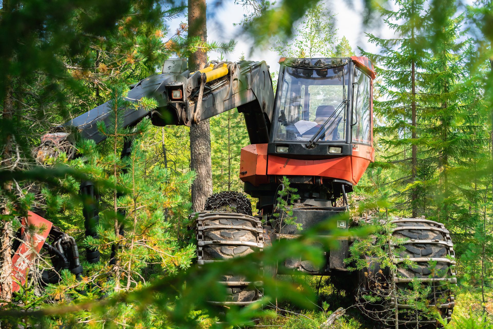 Red and black forestry machine cutting down trees in a forest.